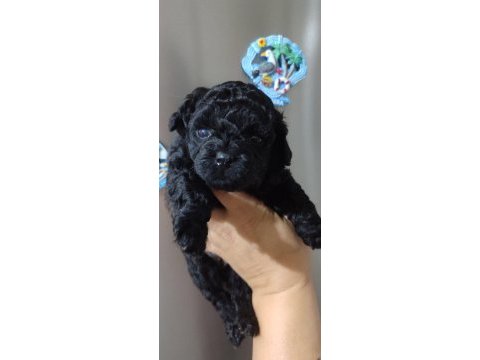 Solid black mini poodle yavrular