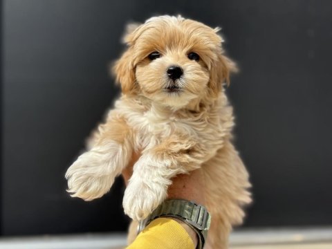 Petmode köpek çiftliğinden tea cup maltipoo yavrular