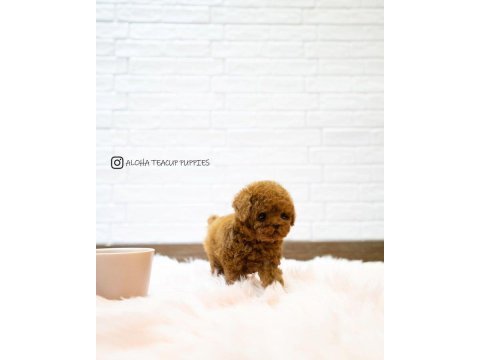 Red morkie bebekler