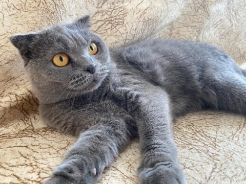 1 kez annelik yapmış scottish fold yavru sahiplendirilecek