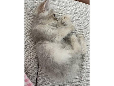 2 aylık erkek british longhair yavrumuz