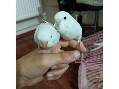 İkiz yavru muhabbet kuşları evcil