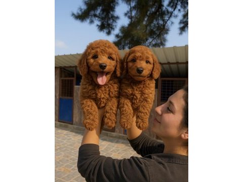 Dev poodle çok şirin yavrular ruhsatlı çiftlik 