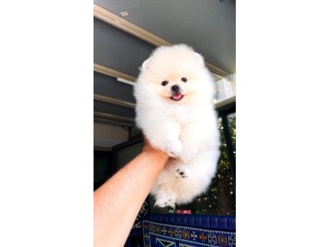 Irk ve sağlık garantili pomeranian boo bebekler