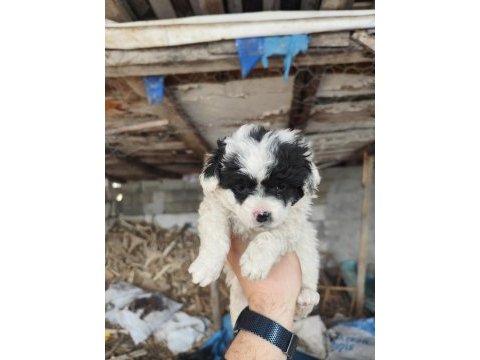 Maltese terrier yavrular