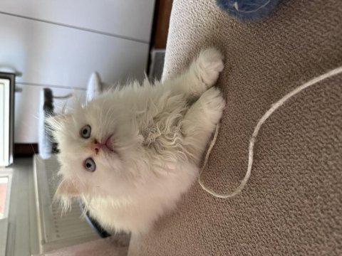 Maviş british longhair oğlumuza yuva arıyoruz