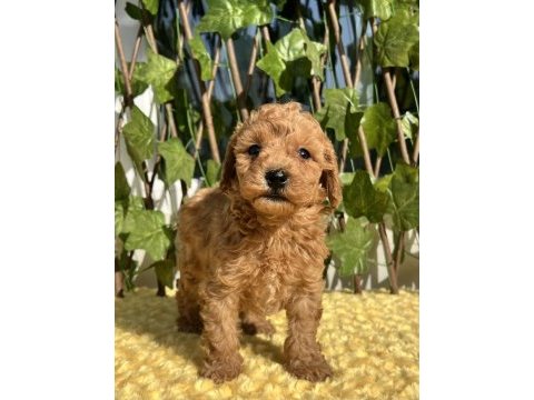 Tüy dökmez koku yapmaz poodle yavrular