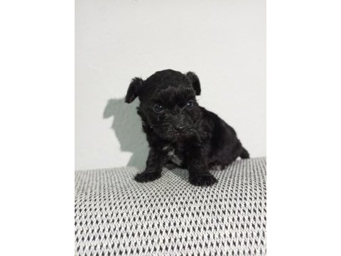 Birbirinden sevimli maltipoo yavrular