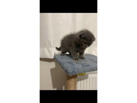 Scottish fold yavru