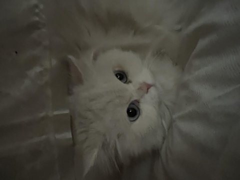 Dişi british longhair 1,5 yaşında