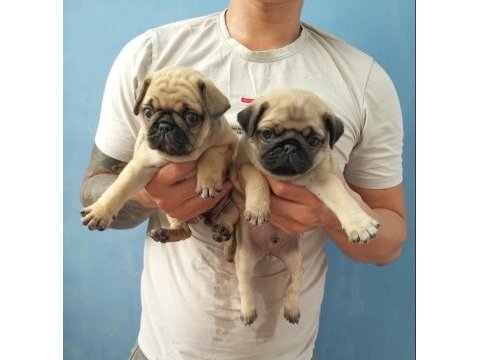 Dünya tatlısı pug yavruları