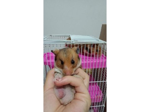 Acil sahiplendirme hamster