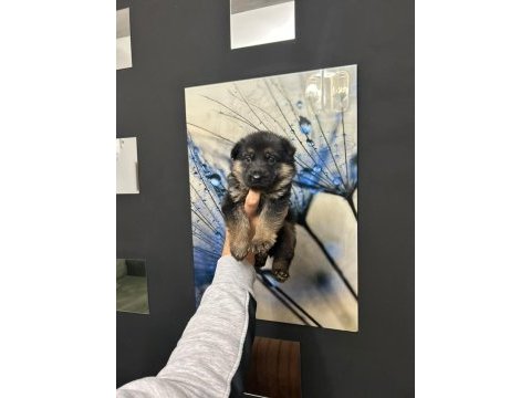 Alman kurdu köpeği yavruları