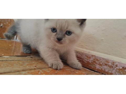 British shorthair yavrular teslime hazır