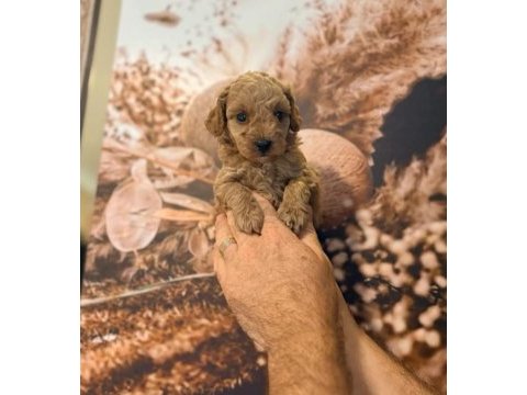Bal poodle çocuklar