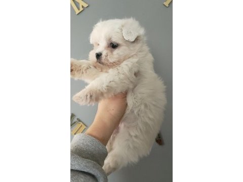 Maltese bebekler