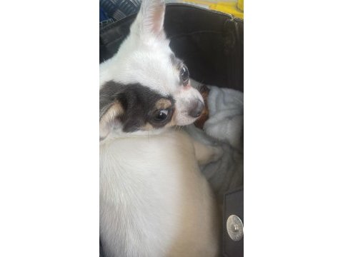 Şivava köpeğimizi çiftleştirmek için damat arıyoruz
