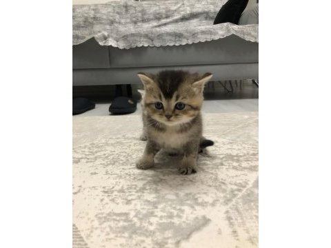 25 nisan doğumlu british shorthair yavrularım