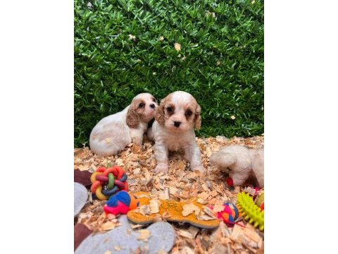 Burkemden a kan cavalier king charles yavruları