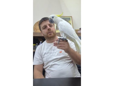 Evcil kakadu papağanı