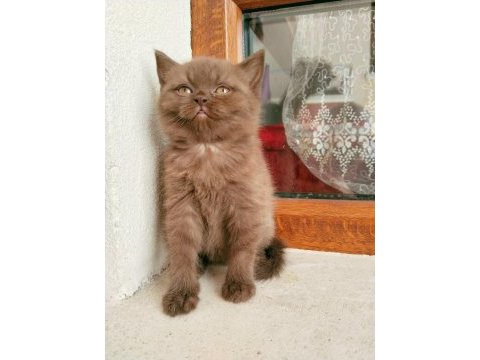 Safkan ayı surat cinnemon british shorthair disi