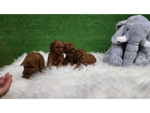Bizimle iletişime geçmeden karar vermeyin poodle