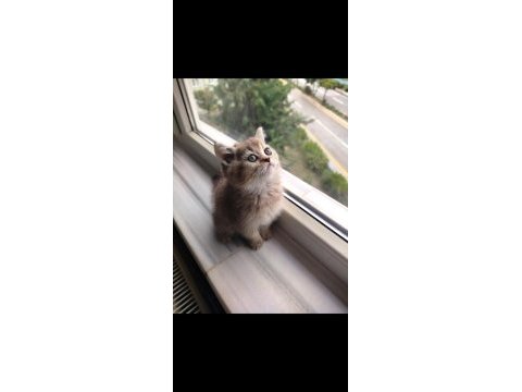 Golden ny25 british shorthair dişi yavru