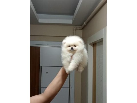 3 aylık erkek üst kalite orijinal pomeranian boo