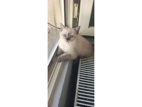 Minik british shorthair patiler