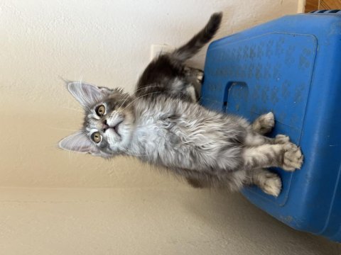 Şecere ve üretim izinli dev maine coon bebekler