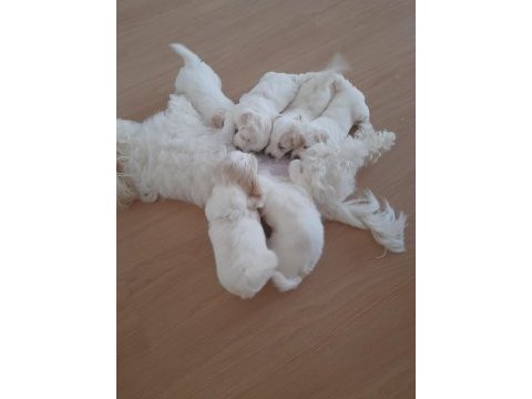 2 adet dişi maltese yavrumuz