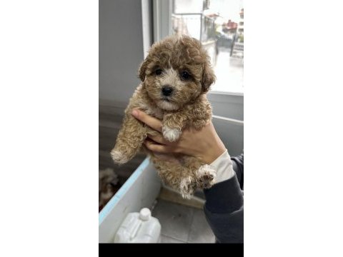En özel maltipoo bebekleri 