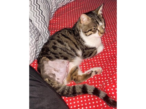 Depremzede kedi