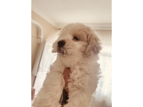 Sevimli cins köpekler