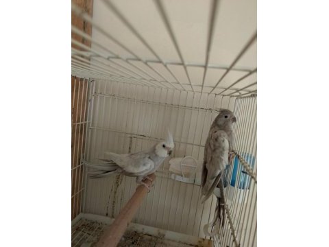 Yavru garanti li sultan papağanı çiftler