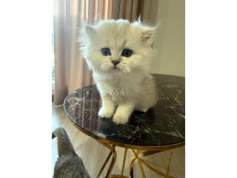 Orjinal ırk british longhair
