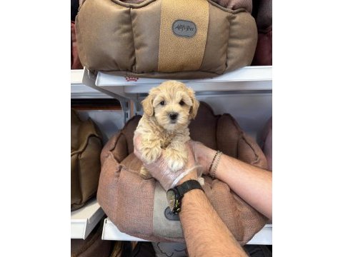 Maltipoo babyface yavrularımız