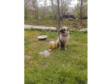 Evde çocuk olduğu için veriyoruz pug