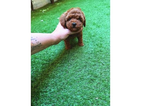 Petmode köpek çiftliğinden tea cup kore poodle