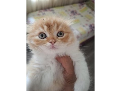 Süper british longhair bebekler