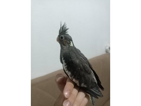 Daha yeni doğmuş sultan papağanı yavruları 4 yavru
