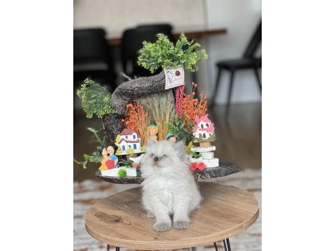 Ayı surat safkan british longhair yavrum