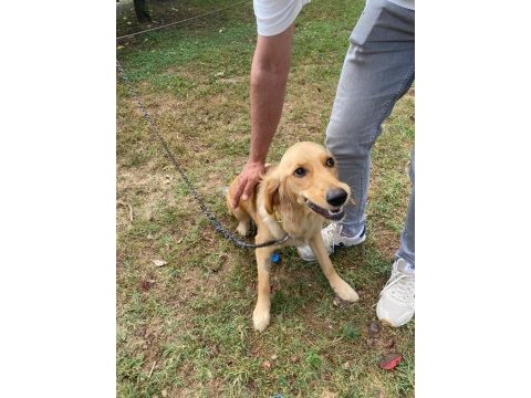 Sevecen 1 yaşında golden retriever kız