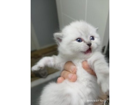 Yavru scottish fold kedisi