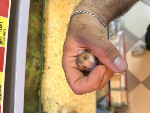Bebek suriye hamster