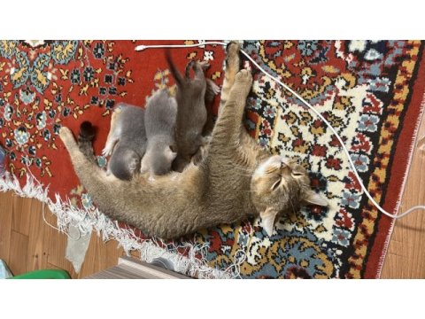 Yavru kediler yuvalarını bekliyor