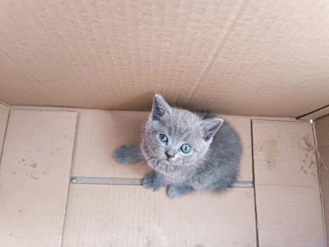 1 aylık british shorthair