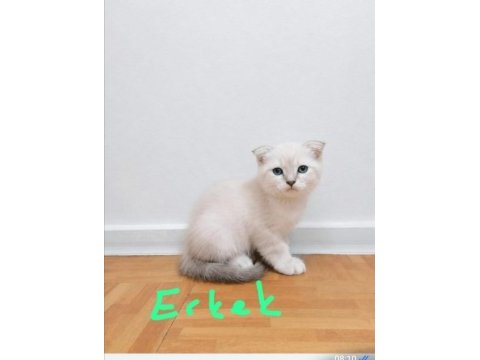 Scottish fold ve straight longhair yavrular