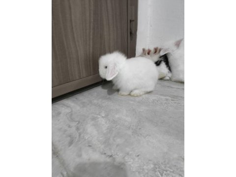 Safkan hollanda lop tavşanı bebekler