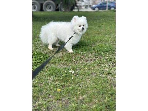 Yavrumuz eğitimlidir pomeranian boo